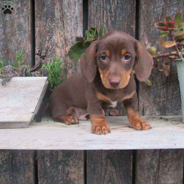 Sammy, Dachshund Puppy